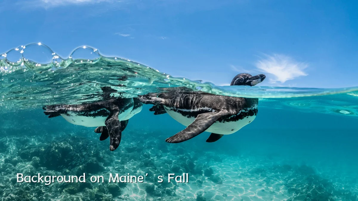 Background on Maine’s Fall