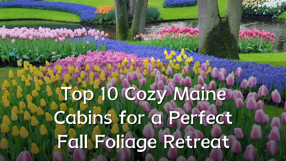Top 10 Cozy Maine Cabins for a Perfect Fall Foliage Retreat
