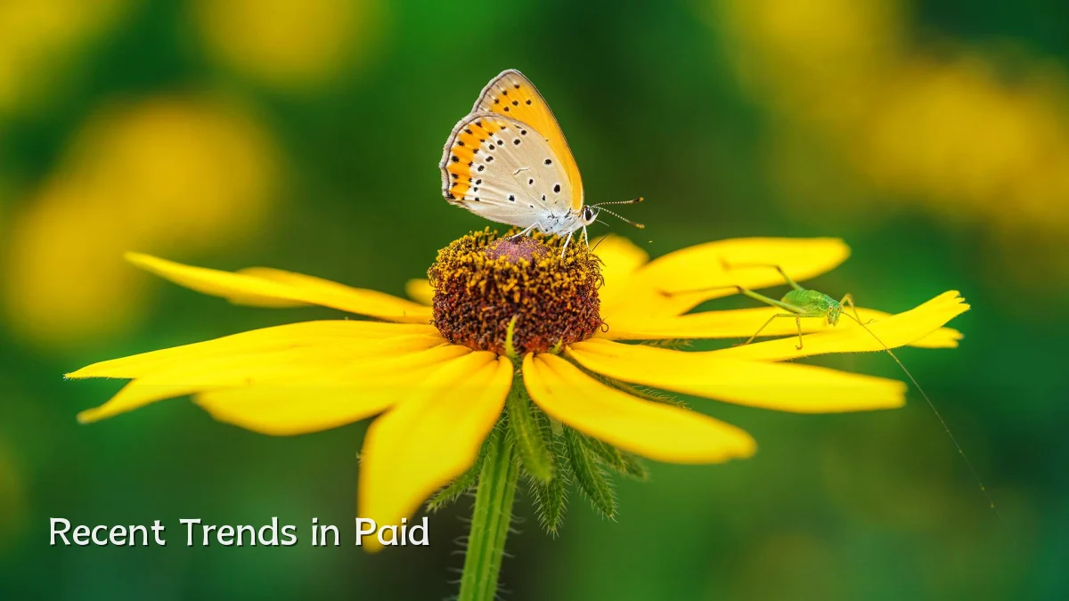 Recent Trends in Paid